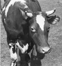 Ko utan mul- och klövsjuka