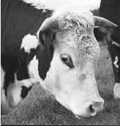 Ko utan galna ko-sjukan